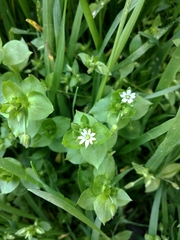 Stellaria media