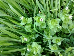 Stellaria media