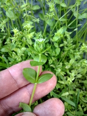 Stellaria media