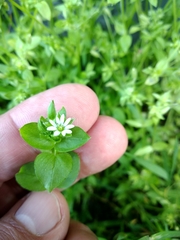 Stellaria media
