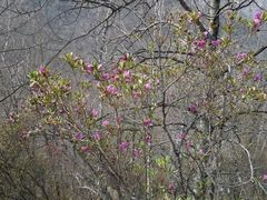 Rhododendron ledebourii