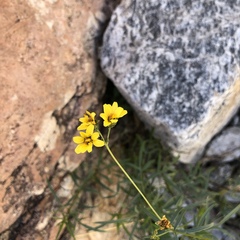 Coreocarpus arizonicus
