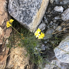 Coreocarpus arizonicus