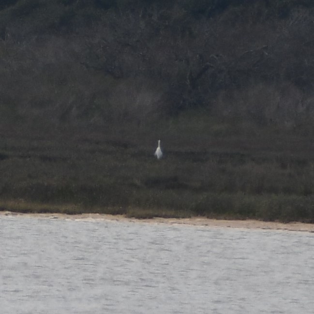 Whooping Crane In February 2022 By Jon McIntyre INaturalist   Large 