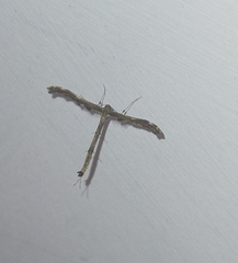 Tetraschalis arachnodes