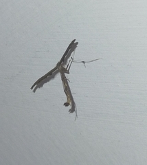 Tetraschalis arachnodes