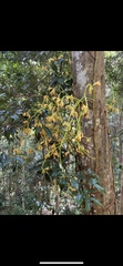 Pseudovanilla foliata