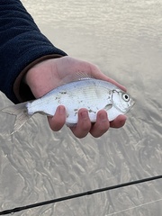 Hyperprosopon argenteum