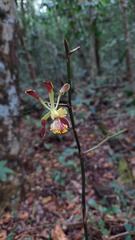 Encyclia alata