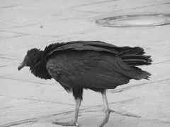 Coragyps atratus