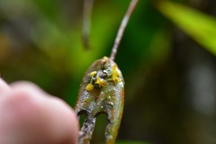 Pleurothallis dibolia