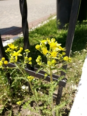 Senecio vernalis