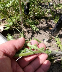 Senecio vernalis