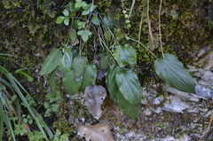 Omphalodes cappadocica