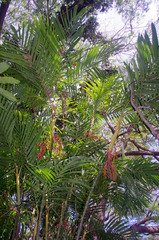 Pinanga dicksonii