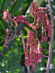Pinanga dicksonii