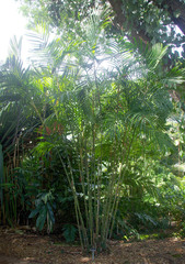 Pinanga dicksonii