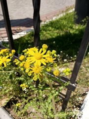 Senecio vernalis