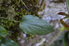 Omphalodes cappadocica