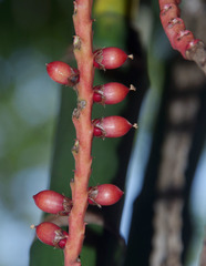 Pinanga dicksonii