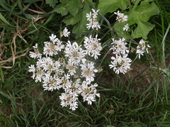 Heracleum sphondylium sphondylium
