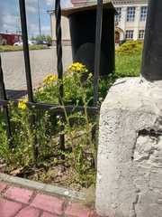 Senecio vernalis