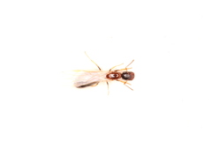 Colobopsis shohki