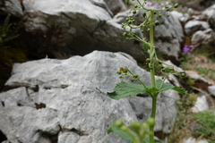 Scrophularia alpestris