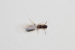 Colobopsis shohki