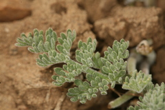Lomatium foeniculaceum fimbriatum