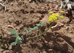 Lomatium foeniculaceum fimbriatum