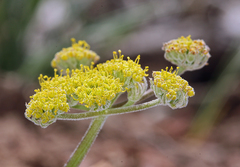 Lomatium foeniculaceum fimbriatum
