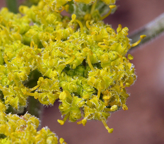 Lomatium foeniculaceum fimbriatum