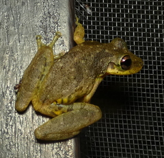 Scinax x-signatus
