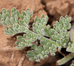 Lomatium foeniculaceum fimbriatum