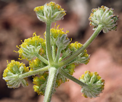 Lomatium foeniculaceum fimbriatum