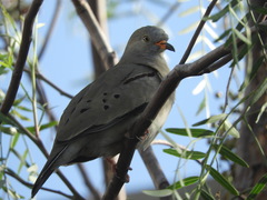 Columbina cruziana