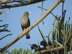 Turdus chiguanco