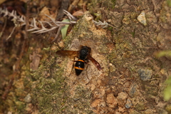 Orancistrocerus drewseni