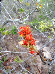 Byrsonima verbascifolia