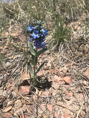 Penstemon nitidus