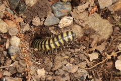 Riukiaria semicircularis semicircularis