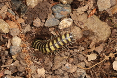 Riukiaria semicircularis semicircularis