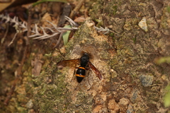 Orancistrocerus drewseni