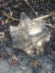 Lepidochelys olivacea