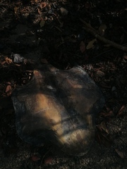 Lepidochelys olivacea