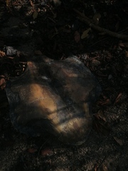 Lepidochelys olivacea