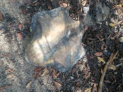 Lepidochelys olivacea