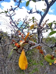Byrsonima verbascifolia