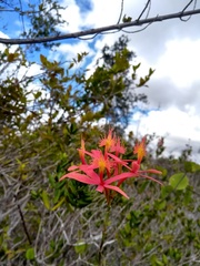 Epidendrum cinnabarinum